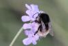 Bombus humilis humilis